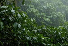 Desmatamento na Amazônia cai ao menor nível em 11 anos e fica em 5.796 km² nos 12 meses até julho de 2025