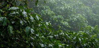 Desmatamento na Amazônia cai ao menor nível em 11 anos e fica em 5.796 km² nos 12 meses até julho de 2025