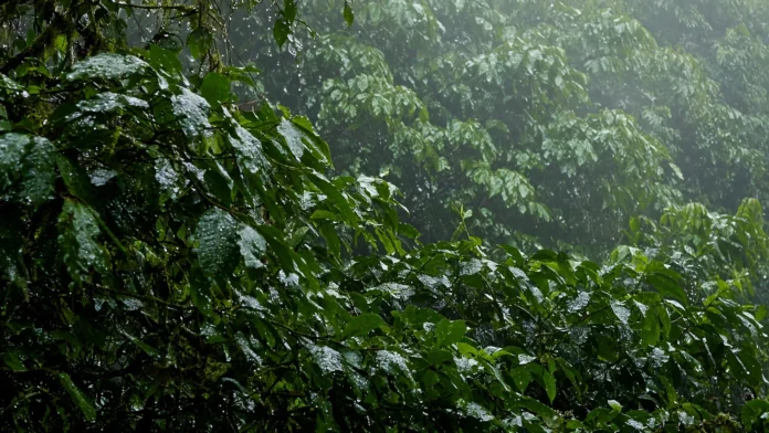 desmatamento-amazonia-menor-nivel-5796-km-2025
