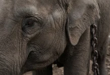 Elefanta volta a templo após viver em santuário, e PETA recorre à Suprema Corte para tentar retirá-la novamente, na Índia