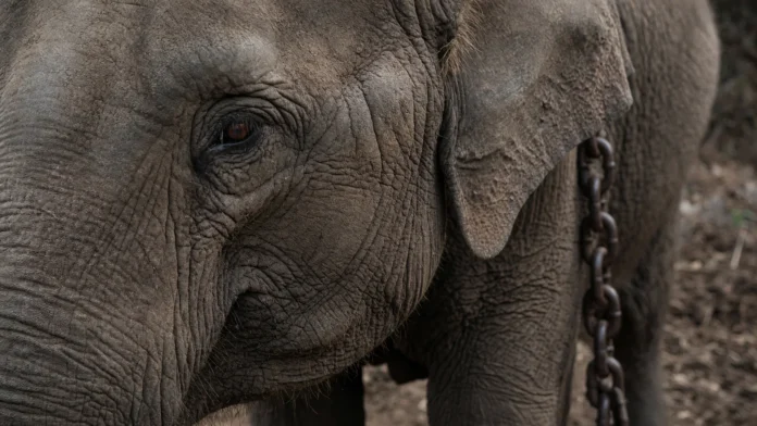 elefanta-madhuri-vantara-peta-supremo-india