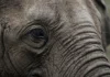 Como pesar um elefante sem balança grande? Método evita danos ao animal