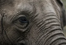 Como pesar um elefante sem balança grande? Método evita danos ao animal