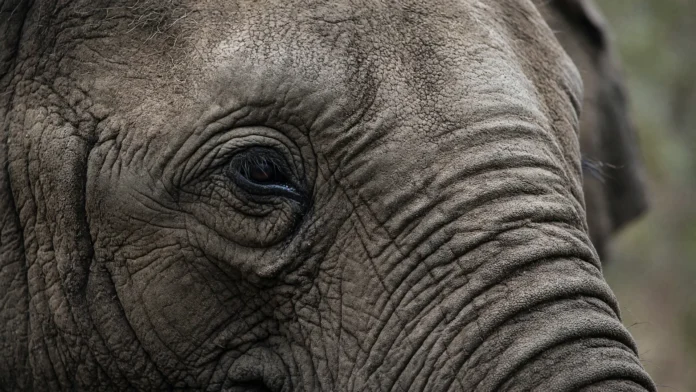 elefante-pesagem-sem-balanca-metodo-agua-jpg