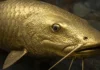 Peixe gigante de 271 kg some da natureza e vira estátua de ouro para memória, no Mekong