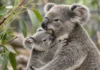 Seis meses escondido na bolsa da mãe, filhote de coala se mostra ao público pela primeira vez, na Holanda