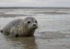 Cientistas investigam por que filhotes de foca estão desaparecendo na Europa e encontram pista preocupante após examinar 995 animais mortos