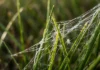 Fios brancos flutuam sem vento: o segredo das aranhas que desafiam a meteorologia