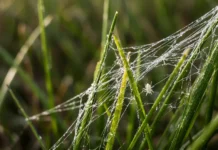 Fios brancos flutuam sem vento: o segredo das aranhas que desafiam a meteorologia