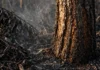 Fogo libera 791 milhões de toneladas de CO2 e supera o desmate como emissor, na Amazônia