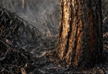 Fogo libera 791 milhões de toneladas de CO2 e supera o desmate como emissor, na Amazônia