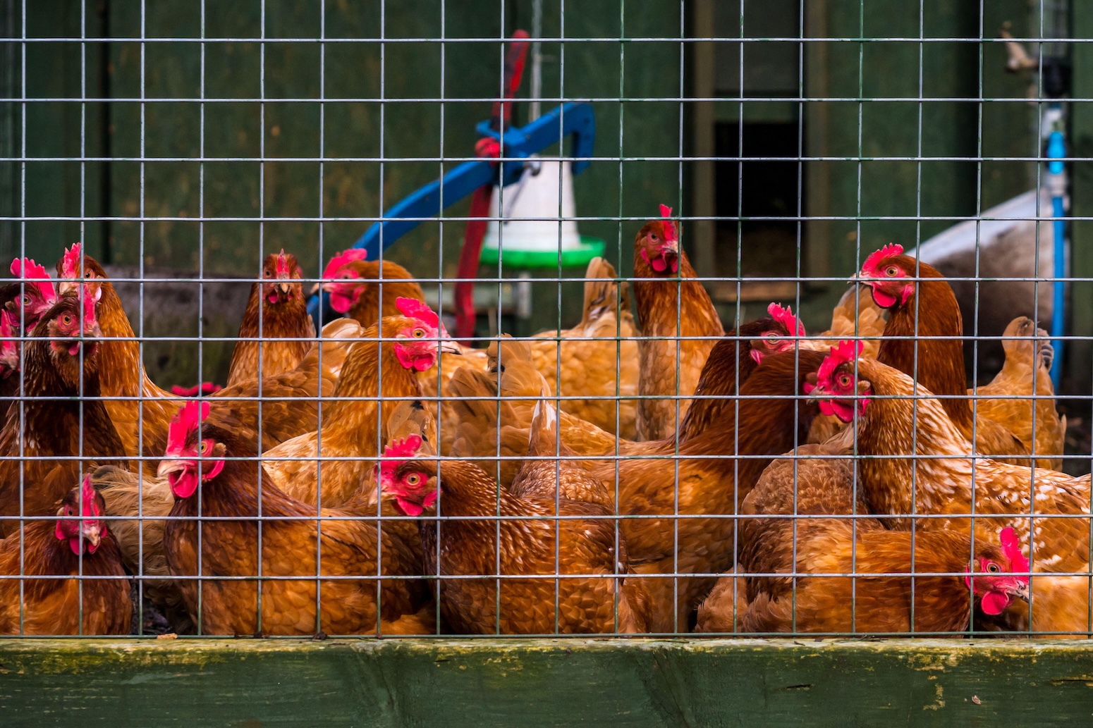 Calor e seca reduzem colheitas na Europa em 2026, derrubam milho e ampliam risco no preço dos alimentos 1 Calor e seca reduzem colheitas na Europa em 2026, derrubam milho e ampliam risco no preço dos alimentos