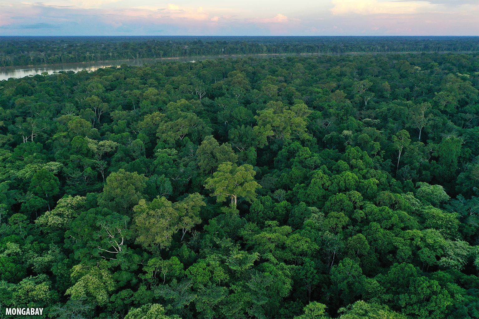 Amazonas pode guardar US$ 215 bilhões em remédios ainda desconhecidos, mas desmatamento ameaça esse valor