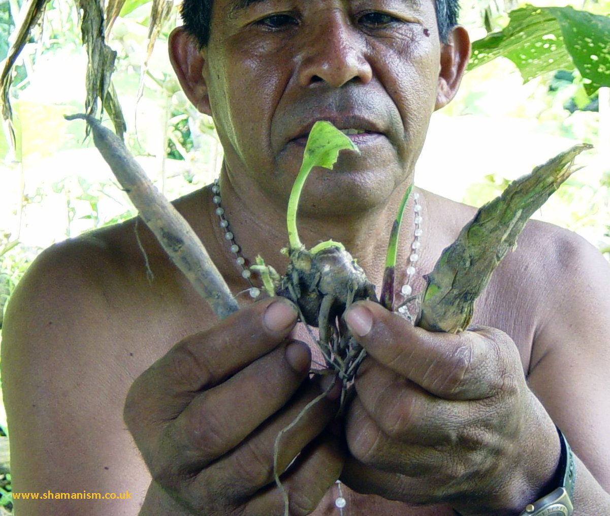 Amazonas pode guardar US$ 215 bilhões em remédios ainda desconhecidos, mas desmatamento ameaça esse valor