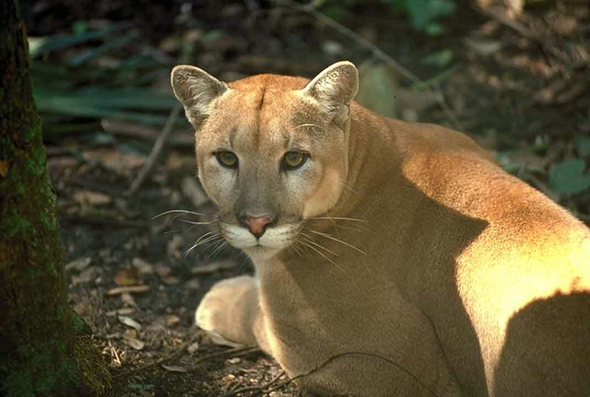 Quando proteger o habitat deixa de bastar: 3 espécies ameaçadas expõem o risco de mudar a lei dos EUA 1 Quando proteger o habitat deixa de bastar: 3 espécies ameaçadas expõem o risco de mudar a lei dos EUA