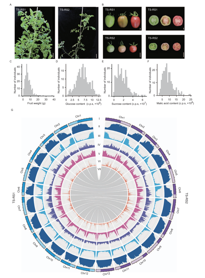 Tomate ganha mapa genético com 5,76 milhões de variantes e revela genes ligados ao tamanho e à defesa 1 Tomate ganha mapa genético com 5,76 milhões de variantes e revela genes ligados ao tamanho e à defesa
