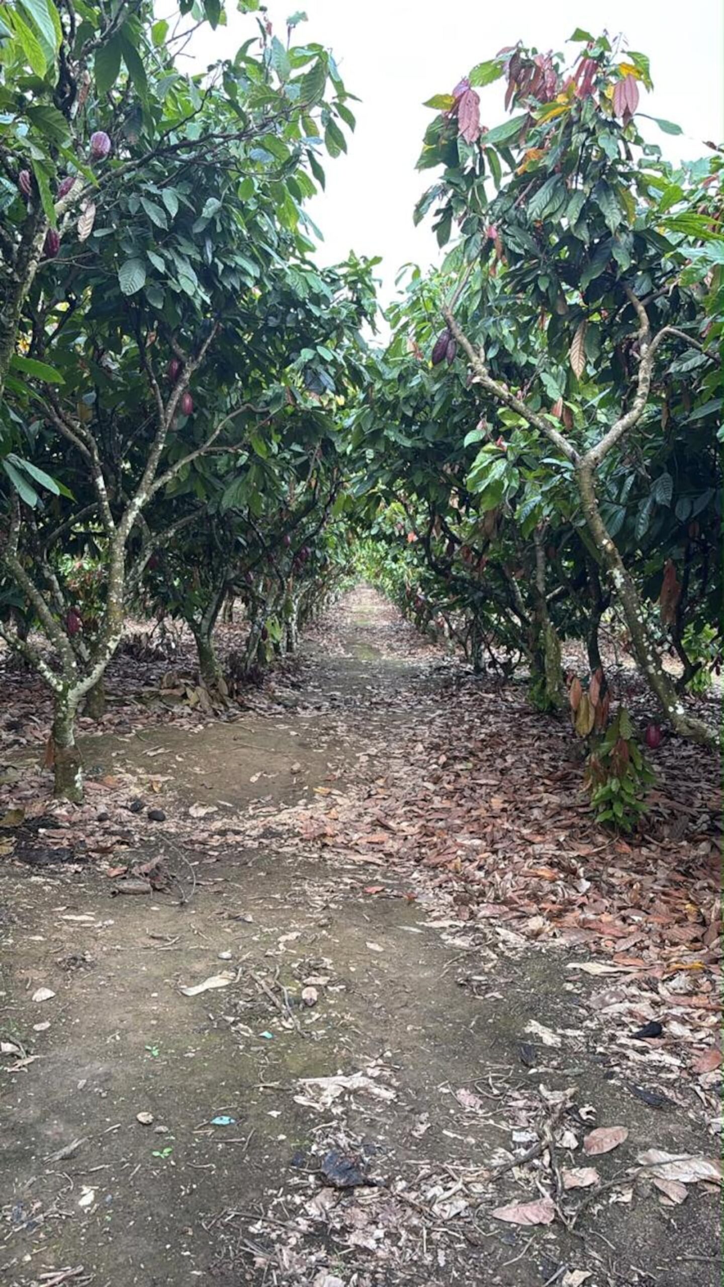 Cacau ganha força com solo vivo, enxertia e diversidade de culturas, do Espírito Santo à Amazônia
