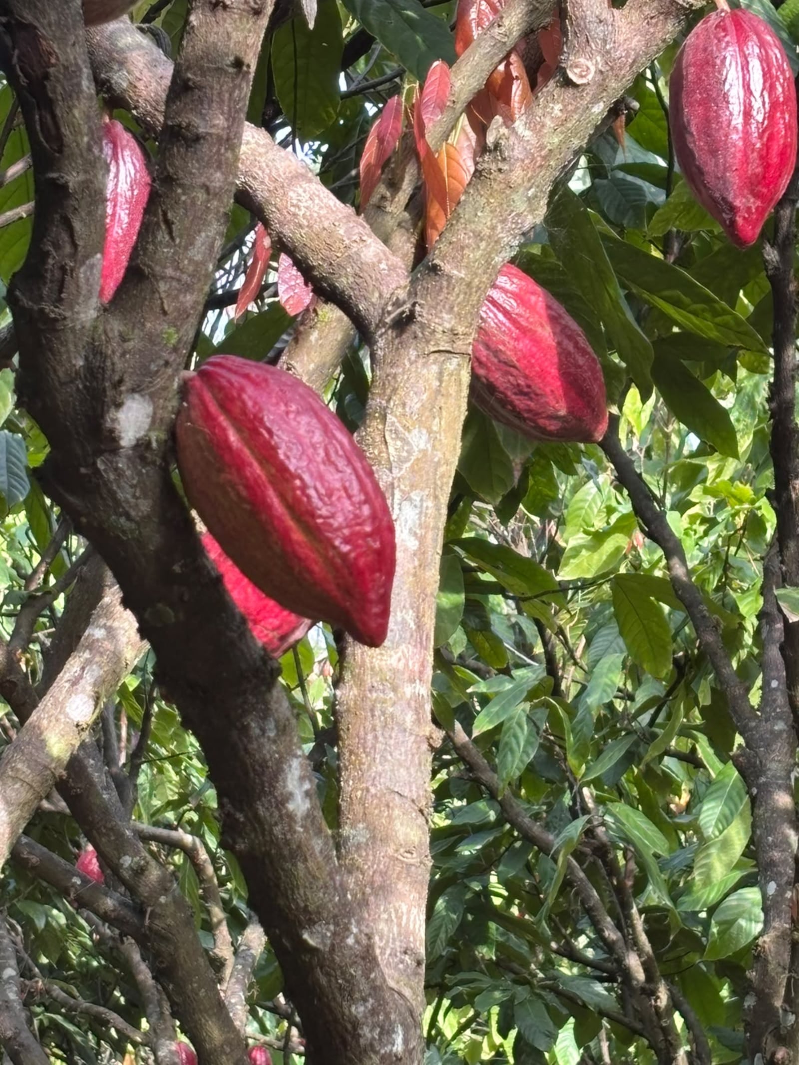 Cacau ganha força com solo vivo, enxertia e diversidade de culturas, do Espírito Santo à Amazônia