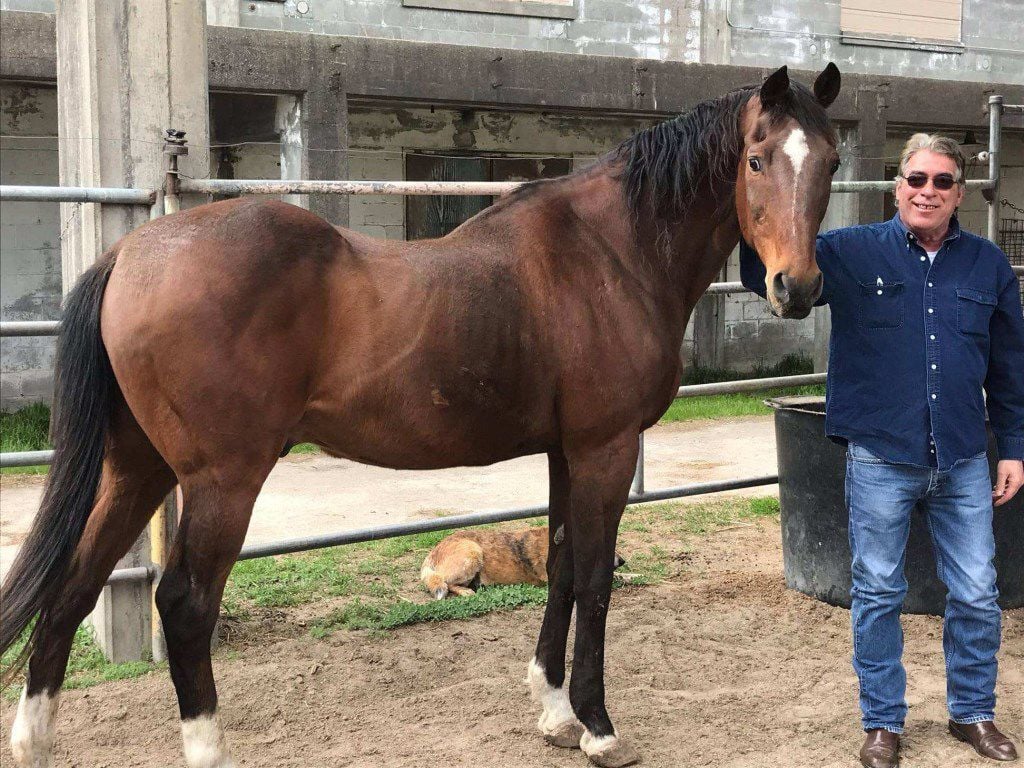 De cavalos milionários a besouros raros: 10 animais que chegaram a custar até US$ 16 milhões 1 De cavalos milionários a besouros raros: 10 animais que chegaram a custar até US$ 16 milhões