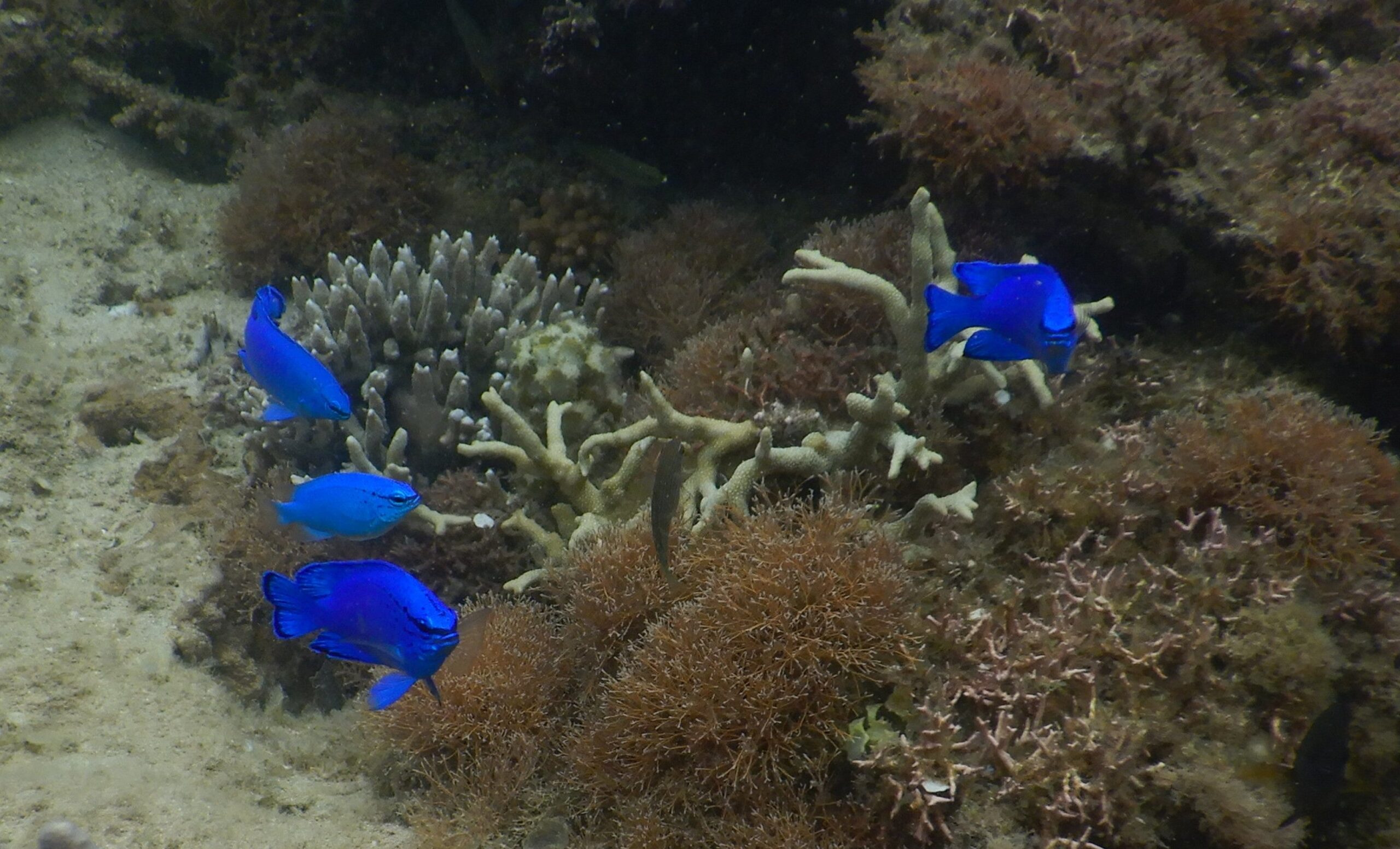 Peixes continuam abundantes em costas urbanizadas de Okinawa, mas genes revelam estresse crônico 1 Peixes continuam abundantes em costas urbanizadas de Okinawa, mas genes revelam estresse crônico