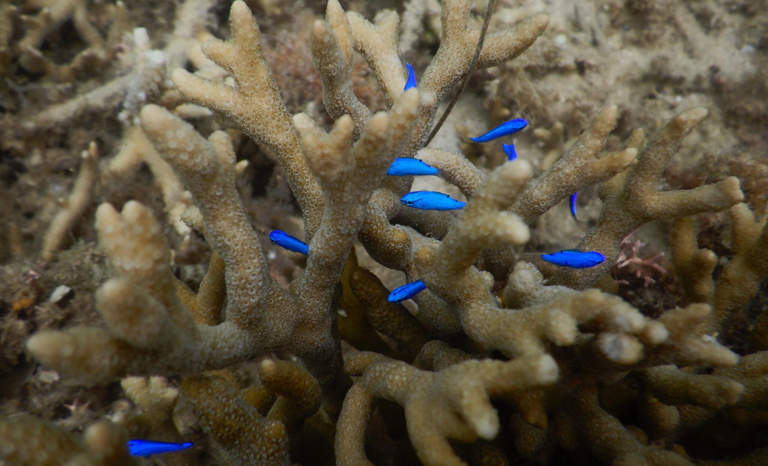Peixes continuam abundantes em costas urbanizadas de Okinawa, mas genes revelam estresse crônico 2 Peixes continuam abundantes em costas urbanizadas de Okinawa, mas genes revelam estresse crônico