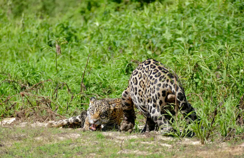 Onça-pintada quase não tem predadores adultos, mas perde espaço para estradas, caça e conflitos 2 Onça-pintada quase não tem predadores adultos, mas perde espaço para estradas, caça e conflitos