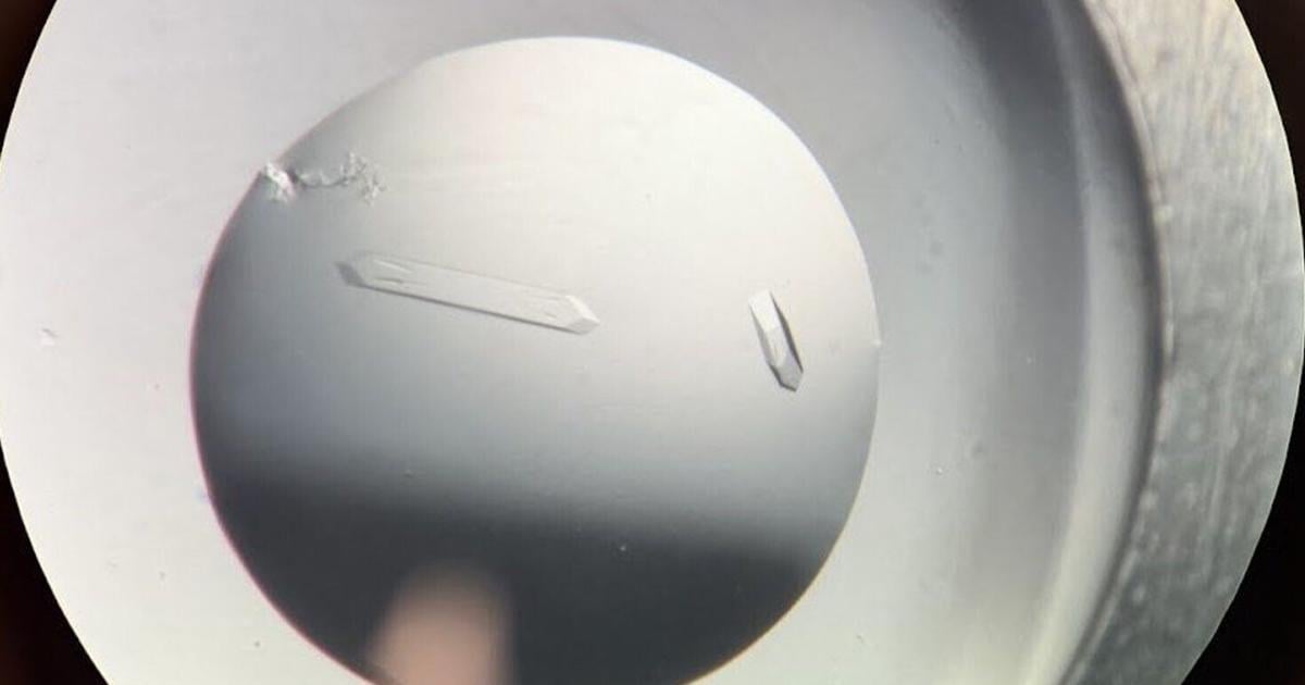 Plantas identificam fungos perigosos com receptor que mede moléculas e separa ameaça de parceria no solo
