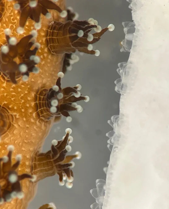 Coral saudável recupera vizinho branqueado após 1 semana de contato, mas teste ainda é de laboratório 1 Coral saudável recupera vizinho branqueado após 1 semana de contato, mas teste ainda é de laboratório
