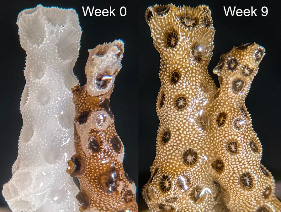 Coral saudável recupera vizinho branqueado após 1 semana de contato, mas teste ainda é de laboratório 2 Coral saudável recupera vizinho branqueado após 1 semana de contato, mas teste ainda é de laboratório