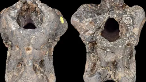 Fóssil guardado por 100 anos revela dinossauro de 4 metros e reabre mapa dos predadores do Cretáceo