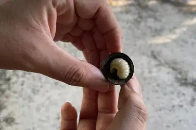Larvas de besouro do tucumã viram óleo medicinal no Marajó e pesquisadores comparam três formas de extração em estudo publicado na ACS Omega 1 Larvas de besouro do tucumã viram óleo medicinal no Marajó e pesquisadores comparam três formas de extração em estudo publicado na ACS Omega