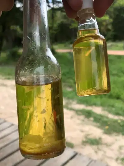Larvas de besouro do tucumã viram óleo medicinal no Marajó e pesquisadores comparam três formas de extração em estudo publicado na ACS Omega 3 Larvas de besouro do tucumã viram óleo medicinal no Marajó e pesquisadores comparam três formas de extração em estudo publicado na ACS Omega