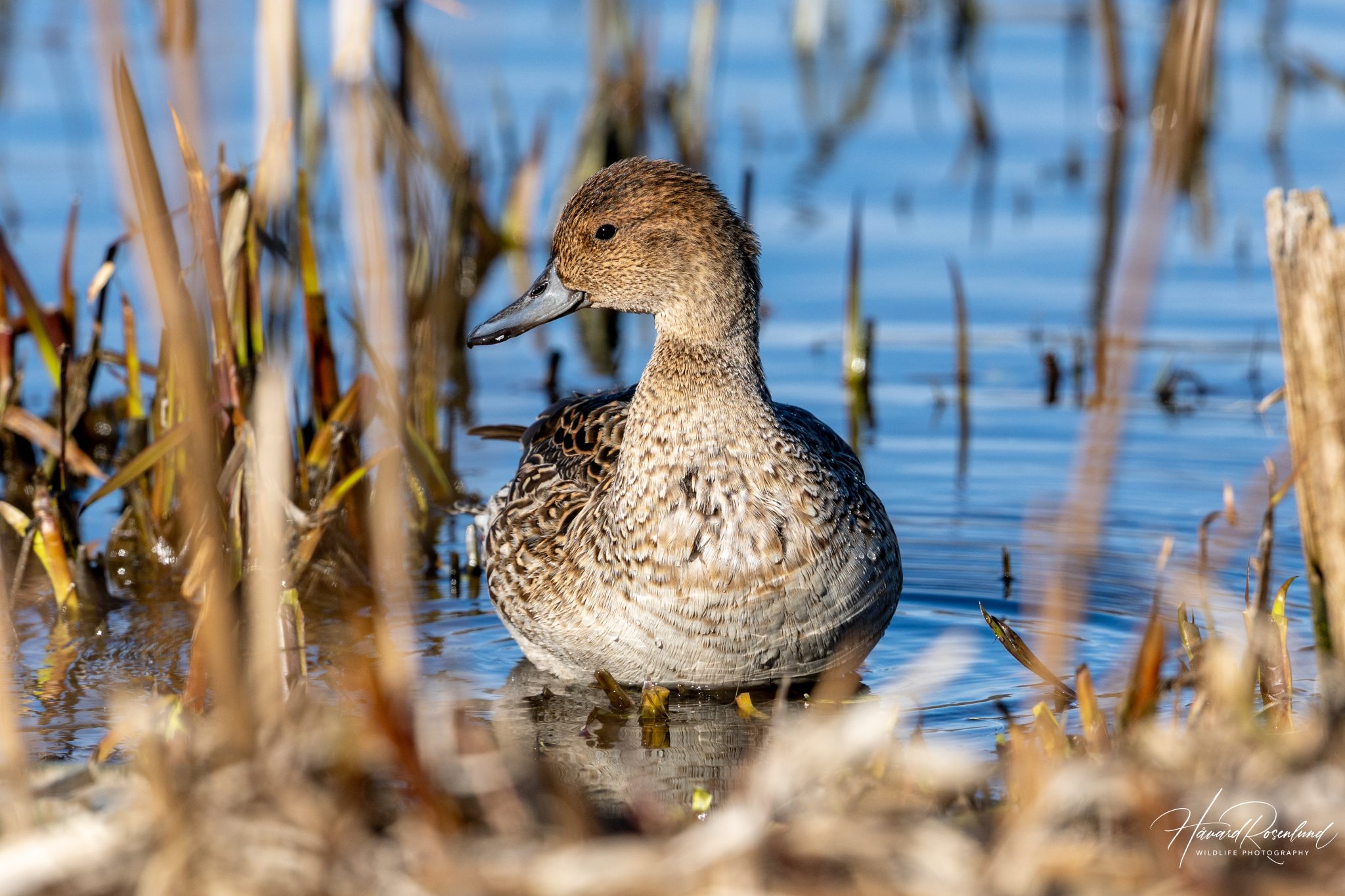 Pato de cauda pontuda cruza continentes, perde até 89% dos ninhos em um ano e depende de áreas alagadas a milhares de km