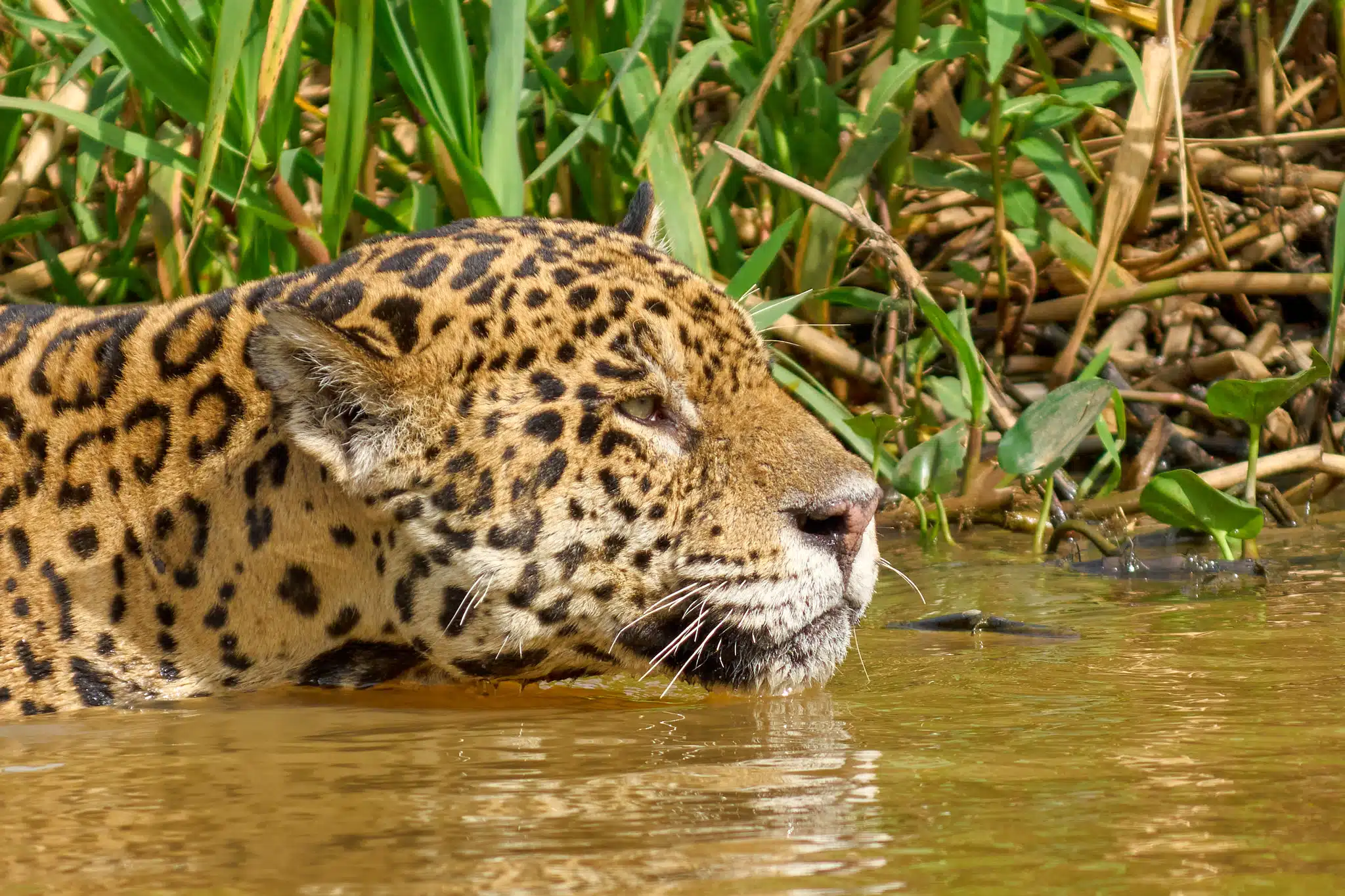Onça-pintada atravessa rios, caça jacaré e sobe em árvores quando a água cobre a floresta, mostram pesquisas na Amazônia 1 Onça-pintada atravessa rios, caça jacaré e sobe em árvores quando a água cobre a floresta, mostram pesquisas na Amazônia