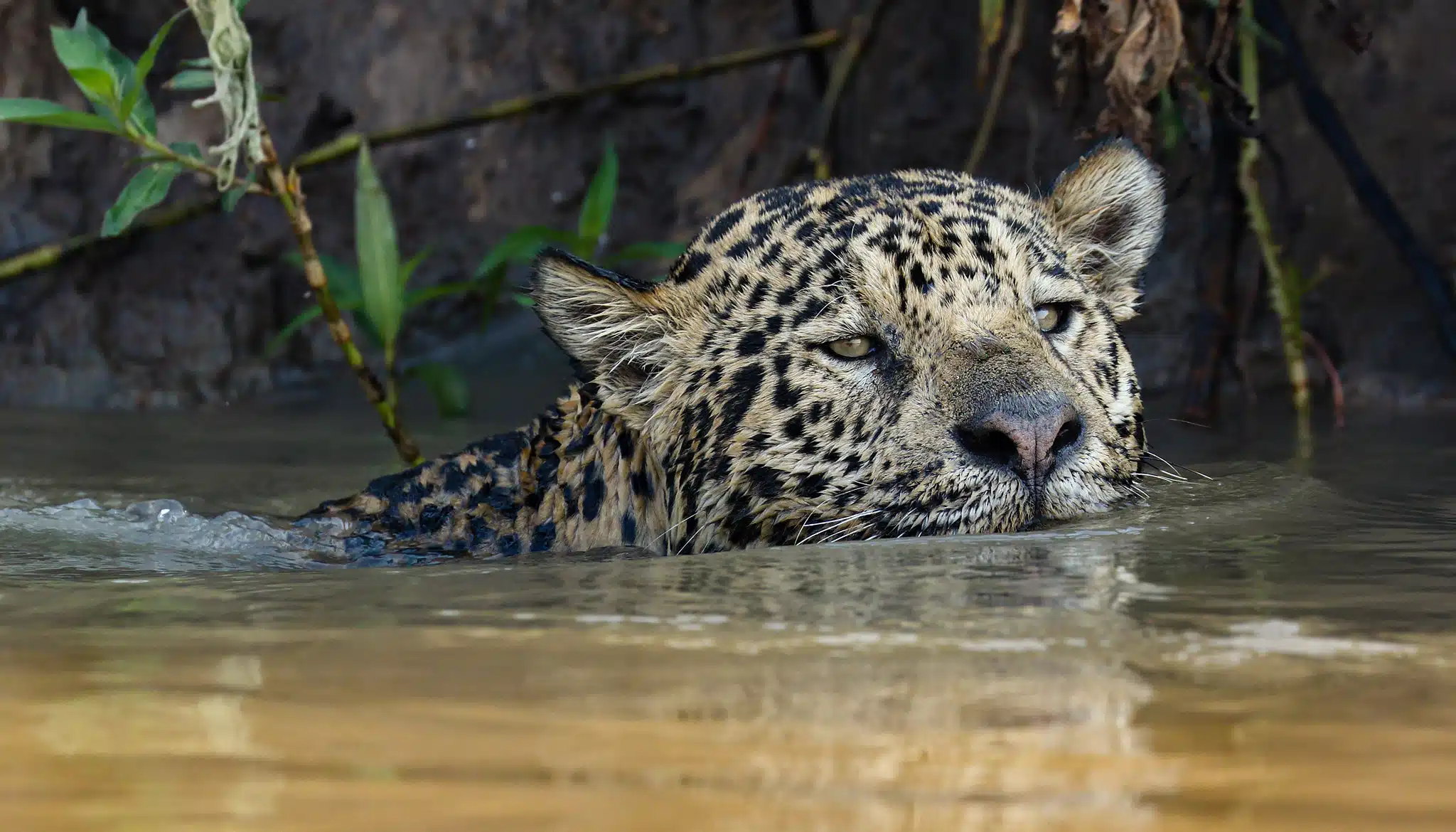 Onça-pintada atravessa rios, caça jacaré e sobe em árvores quando a água cobre a floresta, mostram pesquisas na Amazônia 2 Onça-pintada atravessa rios, caça jacaré e sobe em árvores quando a água cobre a floresta, mostram pesquisas na Amazônia
