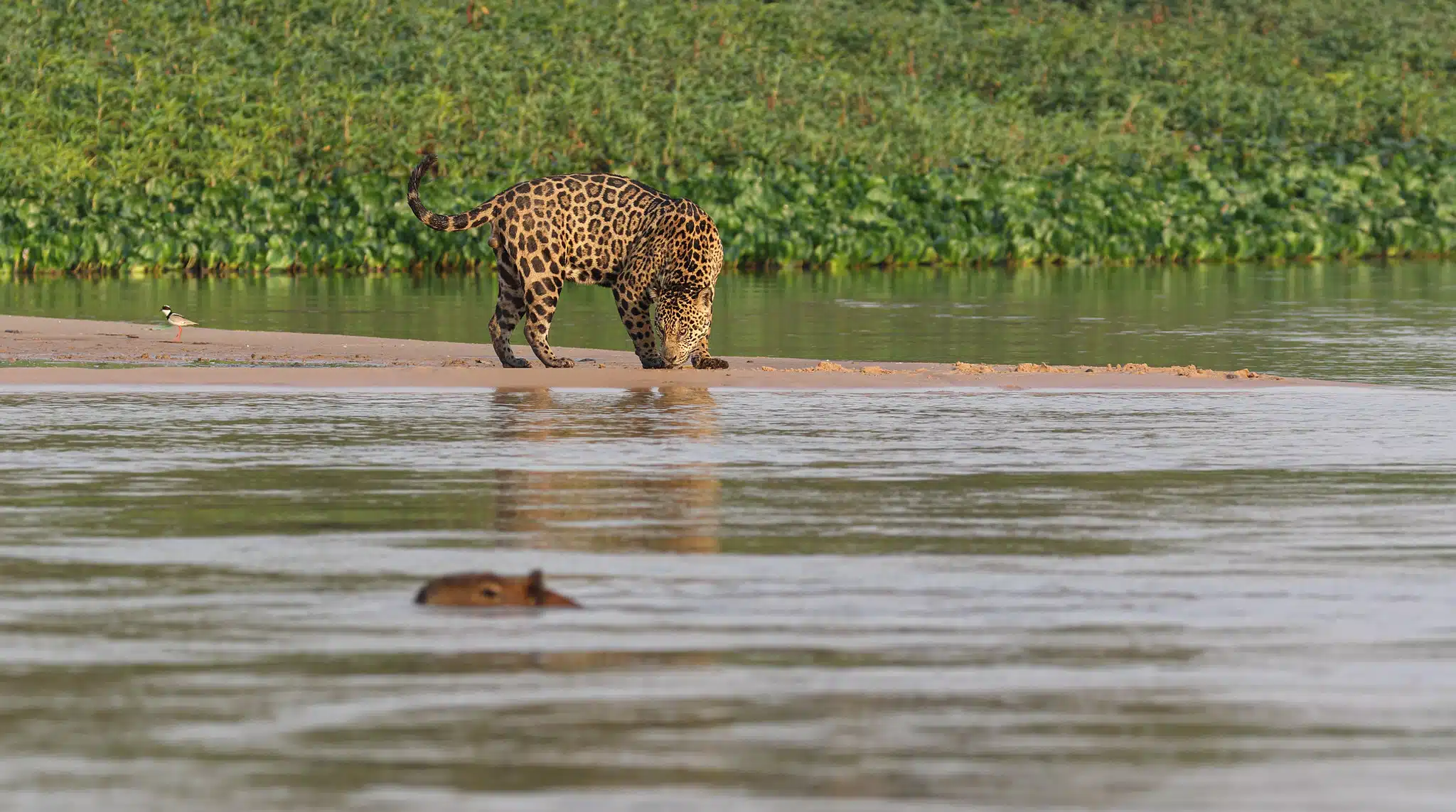 Onça-pintada atravessa rios, caça jacaré e sobe em árvores quando a água cobre a floresta, mostram pesquisas na Amazônia 3 Onça-pintada atravessa rios, caça jacaré e sobe em árvores quando a água cobre a floresta, mostram pesquisas na Amazônia