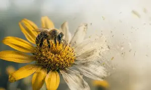 Após peste matar um terço dos europeus, campos abandonados perdem cerca de 40% da diversidade de plantas, mostra pólen de 4.600 amostras