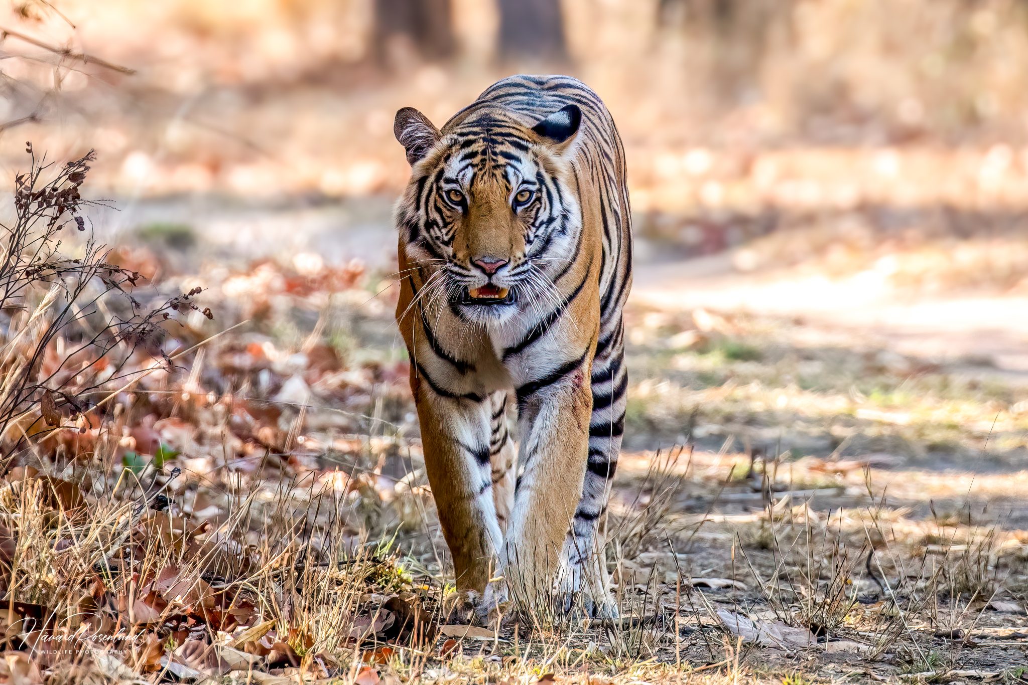 Fotógrafo viaja duas semanas pela Índia, tira cerca de 30 mil fotos e vê o primeiro tigre selvagem em poucas horas de safári 1 Fotógrafo viaja duas semanas pela Índia, tira cerca de 30 mil fotos e vê o primeiro tigre selvagem em poucas horas de safári