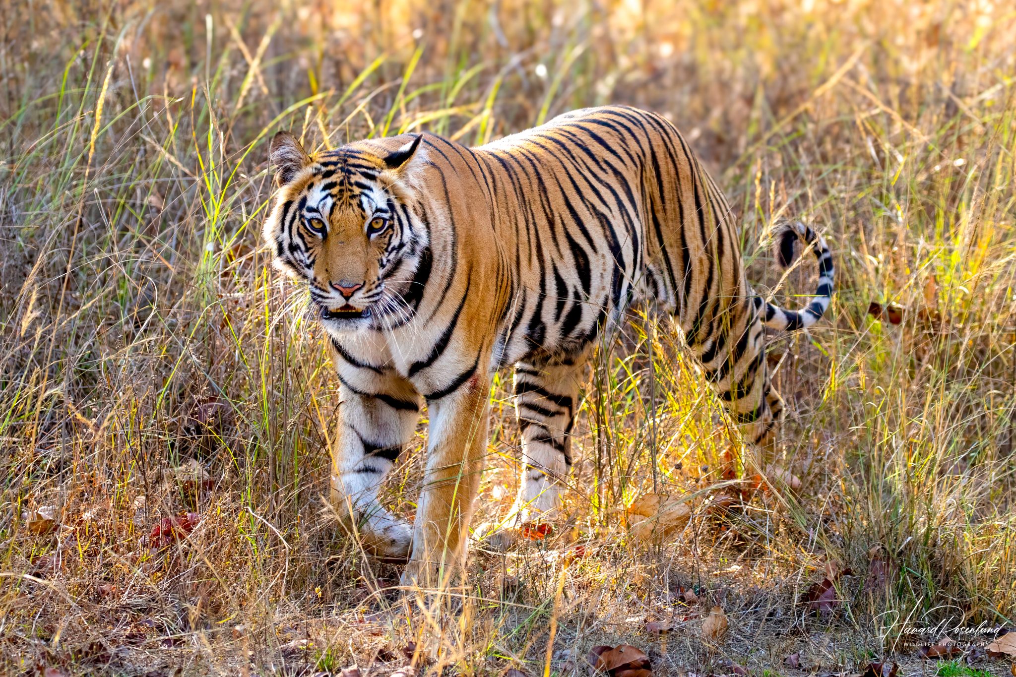 Fotógrafo viaja duas semanas pela Índia, tira cerca de 30 mil fotos e vê o primeiro tigre selvagem em poucas horas de safári 2 Fotógrafo viaja duas semanas pela Índia, tira cerca de 30 mil fotos e vê o primeiro tigre selvagem em poucas horas de safári