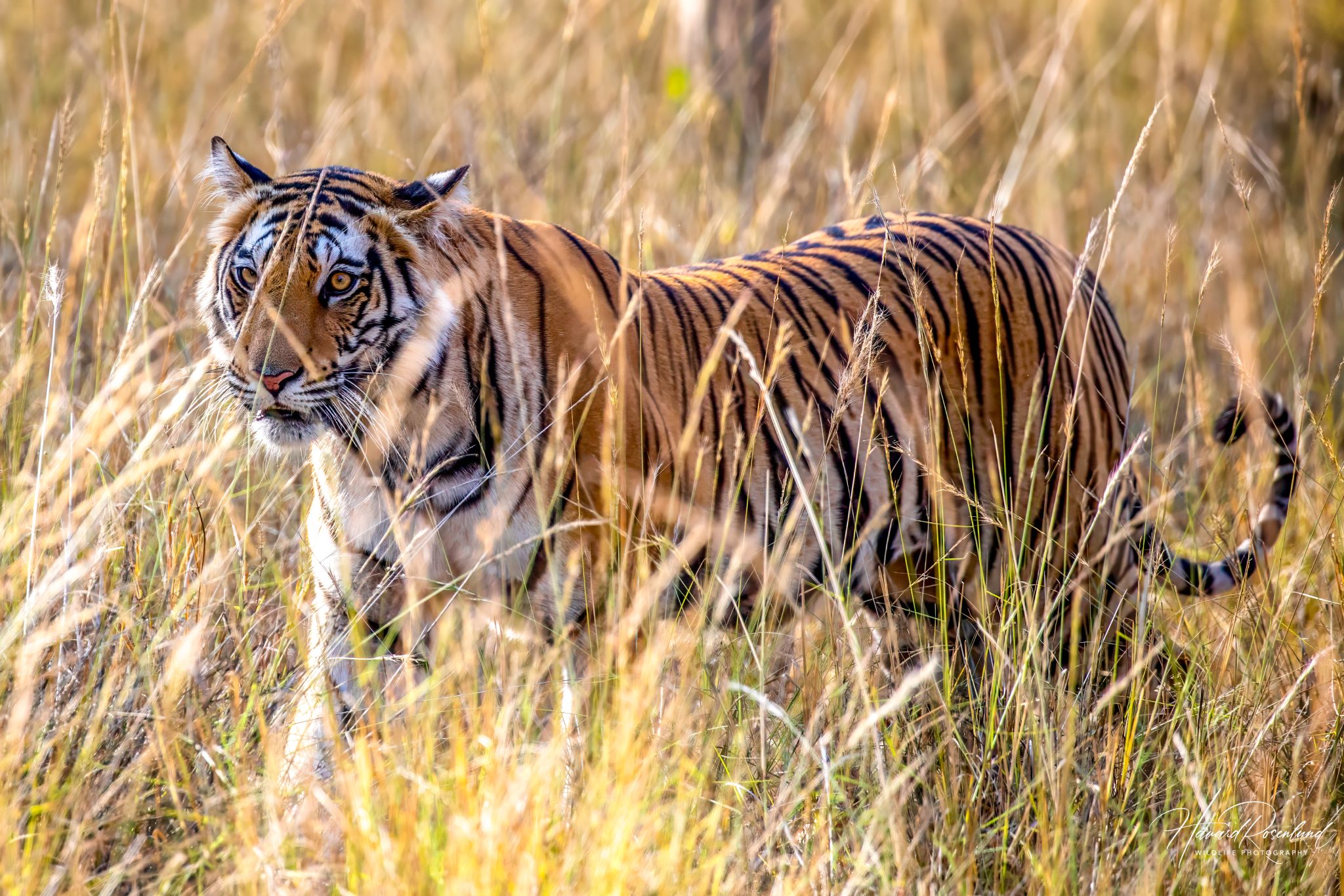 Fotógrafo viaja duas semanas pela Índia, tira cerca de 30 mil fotos e vê o primeiro tigre selvagem em poucas horas de safári 3 Fotógrafo viaja duas semanas pela Índia, tira cerca de 30 mil fotos e vê o primeiro tigre selvagem em poucas horas de safári