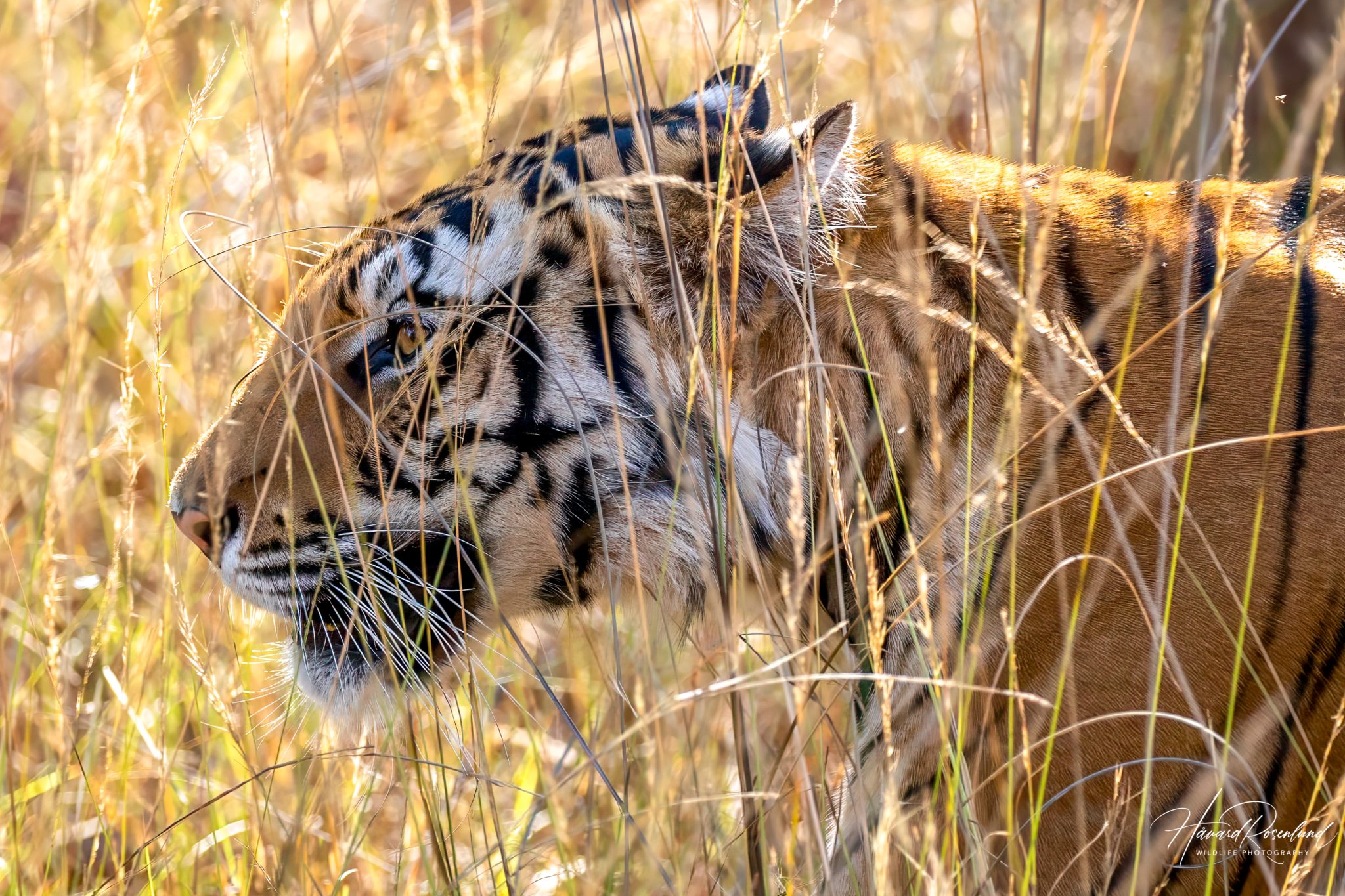 Fotógrafo viaja duas semanas pela Índia, tira cerca de 30 mil fotos e vê o primeiro tigre selvagem em poucas horas de safári 4 Fotógrafo viaja duas semanas pela Índia, tira cerca de 30 mil fotos e vê o primeiro tigre selvagem em poucas horas de safári