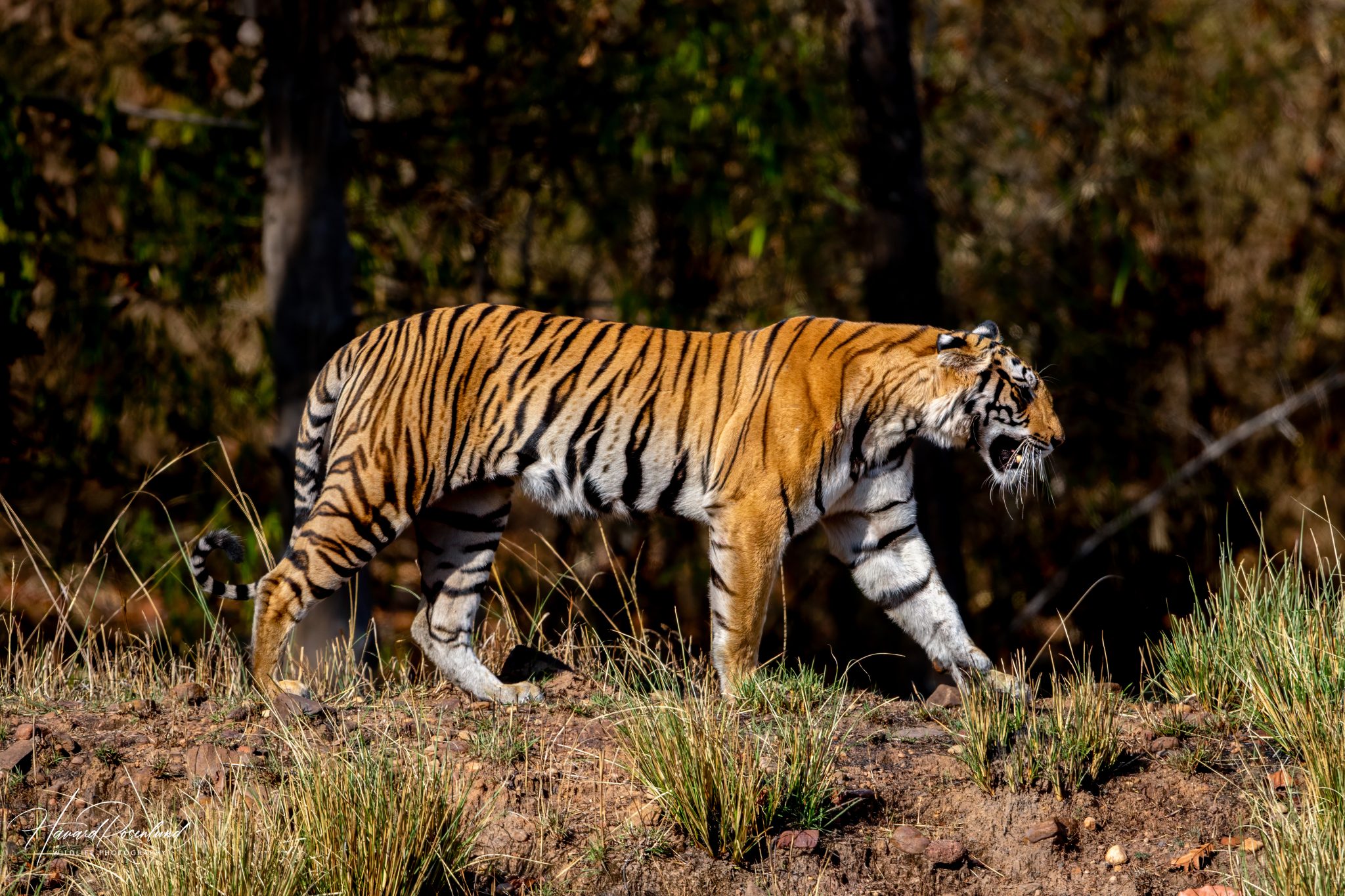 Fotógrafo viaja duas semanas pela Índia, tira cerca de 30 mil fotos e vê o primeiro tigre selvagem em poucas horas de safári 5 Fotógrafo viaja duas semanas pela Índia, tira cerca de 30 mil fotos e vê o primeiro tigre selvagem em poucas horas de safári