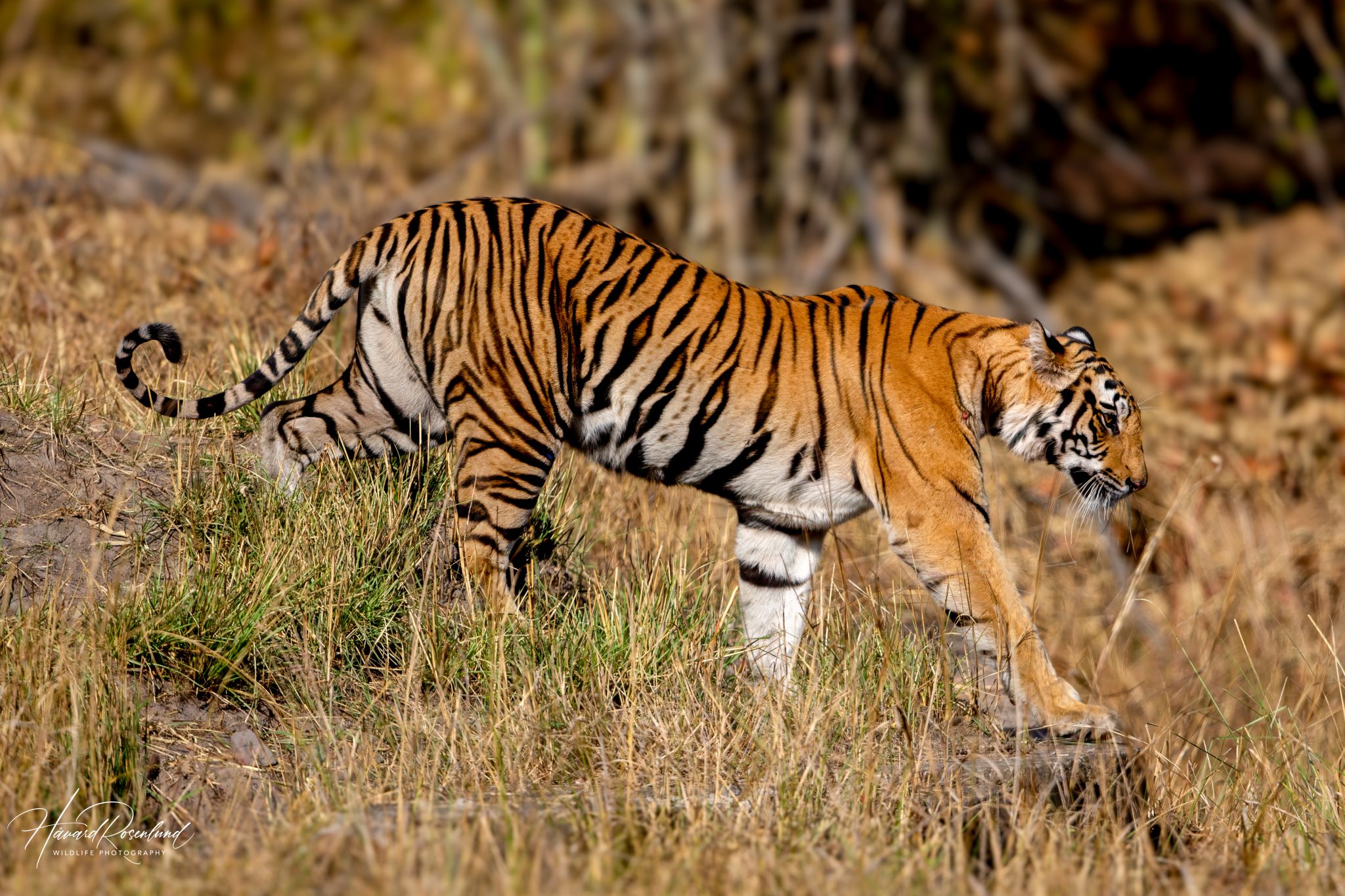 Fotógrafo viaja duas semanas pela Índia, tira cerca de 30 mil fotos e vê o primeiro tigre selvagem em poucas horas de safári 6 Fotógrafo viaja duas semanas pela Índia, tira cerca de 30 mil fotos e vê o primeiro tigre selvagem em poucas horas de safári