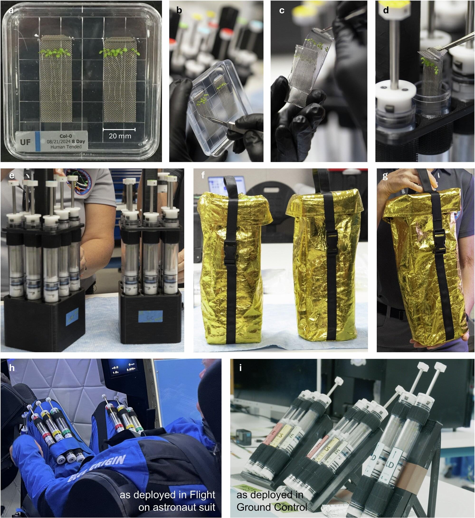 Plantas mudam a atividade de genes em poucos minutos após deixar a Terra, mostra experimento em voo suborbital de 2024