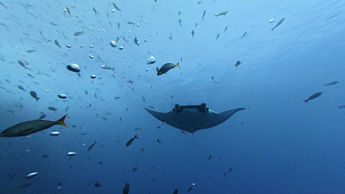 Filhotes de arraia-manta passam anos colados à costa da América Central e só partem para o mar aberto quando crescem 1 Filhotes de arraia-manta passam anos colados à costa da América Central e só partem para o mar aberto quando crescem