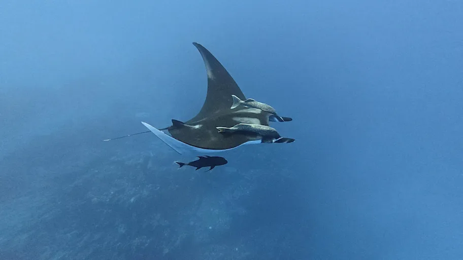 Filhotes de arraia-manta passam anos colados à costa da América Central e só partem para o mar aberto quando crescem 2 Filhotes de arraia-manta passam anos colados à costa da América Central e só partem para o mar aberto quando crescem
