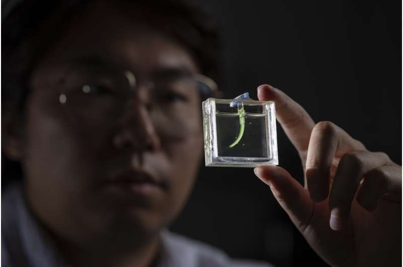 Pesquisadores holandeses cobrem tira de gel de 2 cm com microalgas e criam braço que dobra com luz e levanta objetos 1 Pesquisadores holandeses cobrem tira de gel de 2 cm com microalgas e criam braço que dobra com luz e levanta objetos
