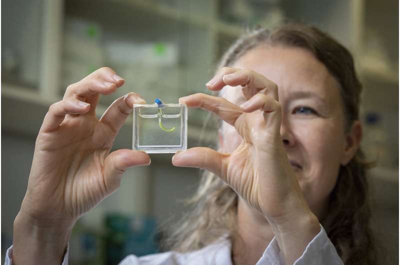 Pesquisadores holandeses cobrem tira de gel de 2 cm com microalgas e criam braço que dobra com luz e levanta objetos 2 Pesquisadores holandeses cobrem tira de gel de 2 cm com microalgas e criam braço que dobra com luz e levanta objetos