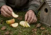 Jardineiros são convidados a colocar estas 2 frutas no gramado e na casinha de pássaros na primavera, na Alemanha