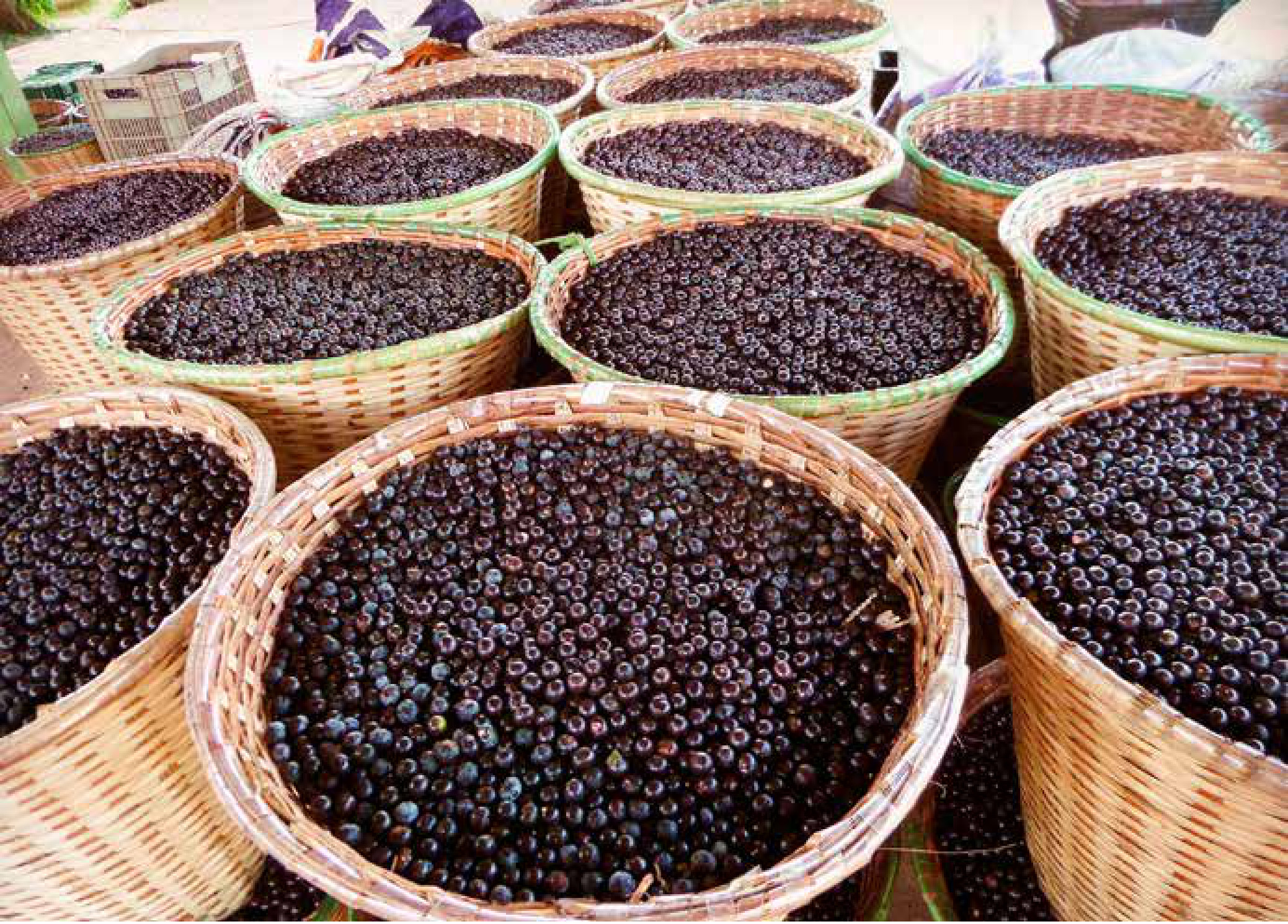 Frutas nativas chegam à merenda, mas a biodiversidade segue pouco aproveitada 1 Paneiros cheios de açaí no porto de Igarapé-Miri, no Pará. O fruto está entre as espécies nativas de valor alimentício reconhecidas pelo governo federal e já é servido na merenda das redes estadual e municipal de Belém.